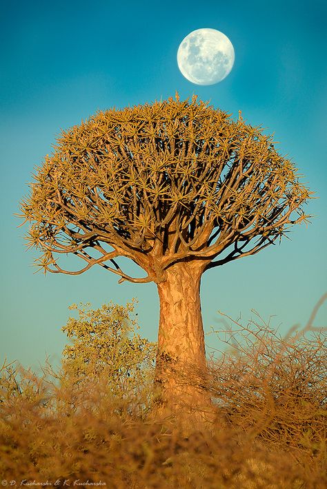 Quiver tree by Dark-Raptor Raptor Art, Quiver Tree, Weird Trees, Magical Tree, Shoot The Moon, Tree Spirit, Outdoor Photos, Tree Hugger, Quiver