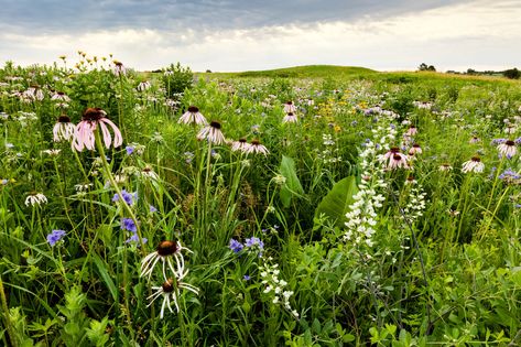 Tallgrass Prairie, Crop Field, Prairie Garden, Meadow Garden, Research Scientist, Media Landscape, Invasive Species, Indigenous Culture, Nature Conservation