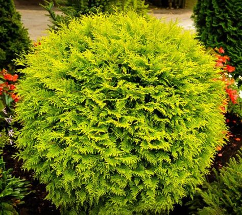 Golden Globe Dwarf Arborvitae Thuja occidentalis 'Golden Globe' This American arborvitae cultivar is a dwarf, dense, evergreen shrub with a rounded, globular form. Soft yellow, scale-like foliage in f Golden Globe Arborvitae, Evergreen Landscape Front Yard, Globe Arborvitae, Evergreen Landscape, Thuja Occidentalis, Small Shrubs, Foundation Planting, Front Landscaping, Garden Shrubs