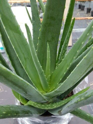 Large Aloe Vera Plants Aloe Vera House Plant, Aloe Vera Mask, Fishtail Palm, Kitchen Gardening, Garden Site, Fresh Aloe Vera, Plant Benefits, Stone Plate, Aloe Vera Plant