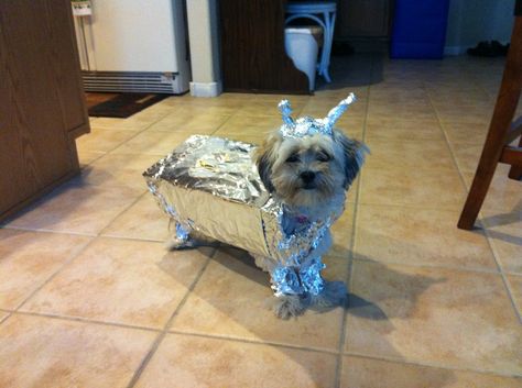 #doghalloweencostume  #malshi  Coco was an alien robot! Alien Dog Costume, Alien Robot, Alien Costume, Dog Halloween Costumes, Dog Costume, Diy Costumes, Halloween Ideas, Coco, Halloween