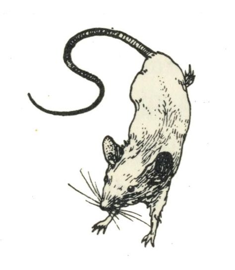 vignet muis Rattus Rattus, Rat Tattoo, Mouse Tattoos, 동화 삽화, Tattoo Portfolio, Tattoo Flash Art, Flash Art, Art Archive, Pretty Tattoos