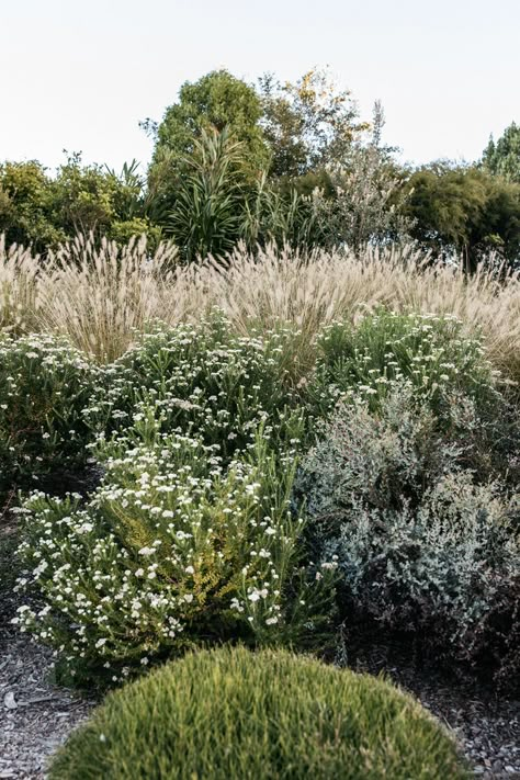 Coolamon House, Native Gardens, Willow Grove, Australian Native Garden, Drought Tolerant Garden, Stone Landscaping, Landscape Plants, Australian Garden, Gravel Garden