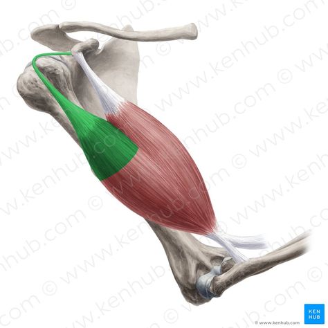 Long head of biceps brachii muscle (Caput longum musculi bicipitis brachii); Image: Yousun Koh Biceps Brachii Muscle, Biceps Brachii, Join Us, Step By Step