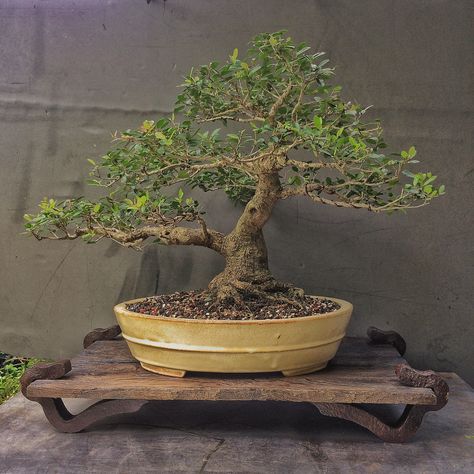 Building a display stand for a bonsai | Adam's Art and Bonsai Blog Japanese Plants, Pine Bonsai, Bonsai Techniques, Indoor Tree, Stone Landscaping, Bonsai Tools, Japanese Bonsai, Indoor Bonsai, Indoor Trees