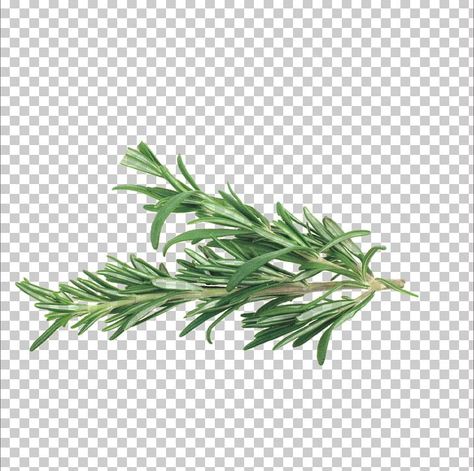 Herb Photography, Herbs Image, Spiced Vegetables, Rosemary Herb, Veg Biryani, Mediterranean Art, Rosemary Plant, Medical Herbs, Chinese Herbs