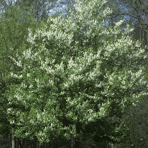 Bird Cherry (Prunus padus) | Woodland Trust Shop Prunus Padus, Woodland Trust, Sweet Smelling Flowers, Moth Species, Beautiful Pink Flowers, Plant Guide, Cherry Blossom Flowers, Water Sources, Blossom Tree