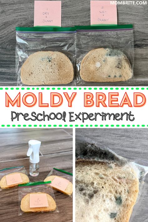 Want to explore what makes mold grow with your curious preschool kids? Do the Moldy Bread Experiment at home with this step-by-step tutorial. This fun and educational moldy bread experiment will show you what factors influence mold growth and how to prevent it. It’s a perfect project for science fairs! #preschoolmoldybreadexperiment #moldybreadexperimentforkids Bread Experiment, Moldy Bread Science Project, Moldy Bread, Cooking Unit Preschool, Food Theme Crafts Preschool, Moldy Bread Experiment, Cooking Science For Kids, Bread Preschool Activities, Preschool Bread Activities