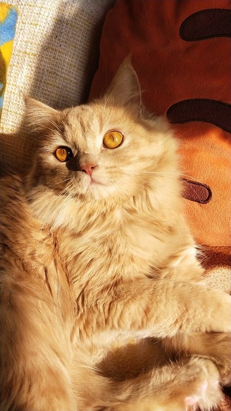 Persian Cat Golden Cat Aesthetic, Persian Cat Aesthetic, Cute Persian Cats, Golden Persian Cat, Ginger Persian Cat, Orange Persian Cat, Orange Things, Cat Meeting, Cat Profile