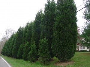 good way to save money on Leyland Cypress privacy hedge: plant larger trees in back for height and smaller trees in between for thickness Leyland Cypress Trees, Cypress Plant, Emerald Green Arborvitae, Leyland Cypress, Fast Growing Evergreens, Thuja Occidentalis, Privacy Trees, Living Fence, Cypress Trees