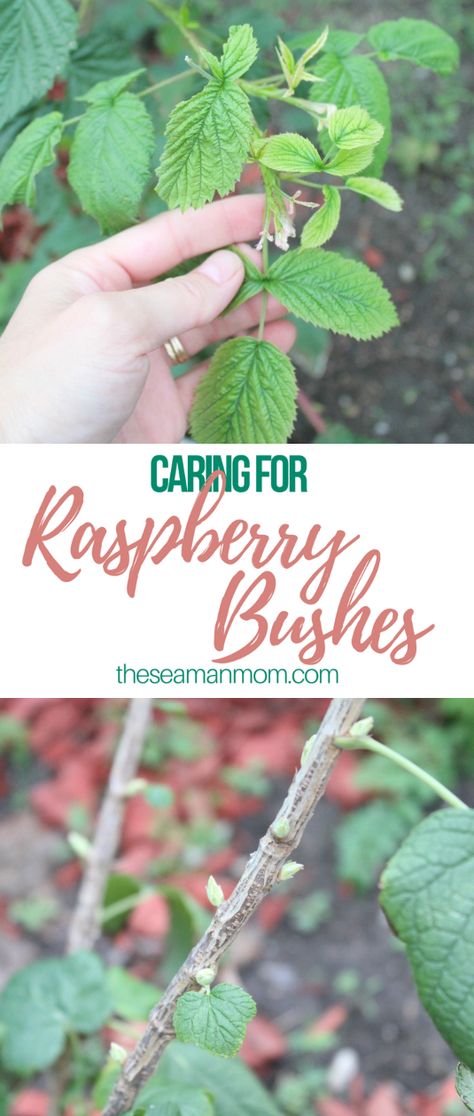 Caring for raspberry bushes Raspberry Bushes, Raspberry Bush, Growing Raspberries, Raspberry Plants, Diy Wall Shelves, Aquaponics System, Growing Fruit, Vegetable Gardening, Left Alone