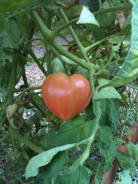 Heart shaped tomato | Explore sewandtellquilts' photos on Fl… | Flickr - Photo Sharing! Heart In Nature, I Love Heart, Happy Heart, With All My Heart, Felt Hearts, Beautiful Heart, Heart Art, Microphones, Fruits And Veggies