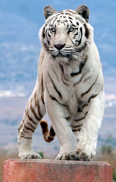 Albino Animals, Tiger Pictures, Big Cats Art, Most Beautiful Animals, Rare Animals, Majestic Animals, White Tiger, Cute Wild Animals, Snow Leopard