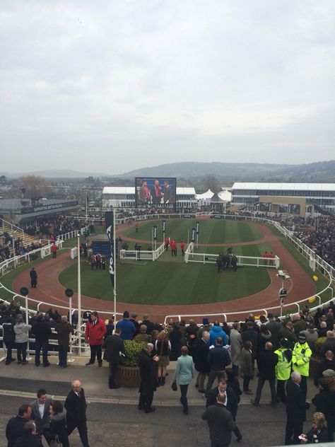 Horses parade ring at Cheltenham Festival race week National Hunt Racing, Cheltenham Races, Cheltenham Festival, Future Life, Horse Racing, Baseball Field, Horses, Festival, Ring