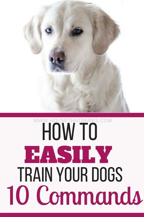 Train Puppy, Dog Minding, Easiest Dogs To Train, Cesar Millan, Puppy Training Tips, Train Your Dog, Dog Info, Training Your Puppy, Springer Spaniel