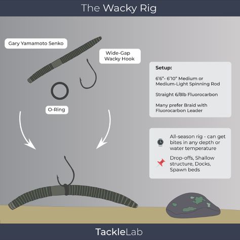 How To Setup & Fish a Weightless Wacky Rig Senko How To Fish, Largemouth Bass, Gone Fishing, Big Fish, Bass Fishing, The Basics, The Game, Bass, Fishing