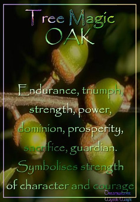 Tree Magick: Oak Tree Magic, Mighty Oaks, Sacred Tree, Magical Herbs, Witchy Things, Witchy Stuff, Oak Tree, Book Of Shadows, A Tree