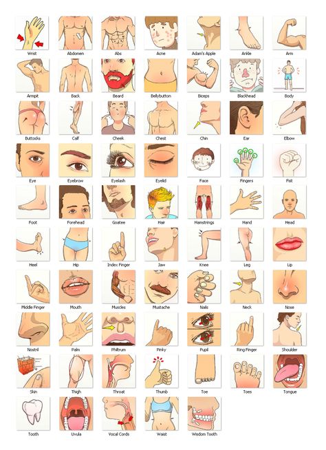 Human Body Vocabulary, Body Name, Basic English Grammar Book, Teach English To Kids, Study English Language, English Grammar Book, English Activities For Kids, English Language Learning Grammar, Learning English For Kids