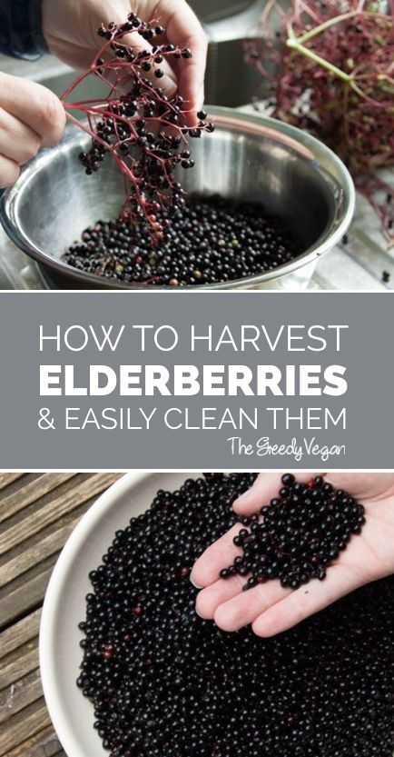 Elderberry Plant, Elderberry Syrup Recipe, Elderberry Recipes, Wild Food Foraging, Foraging Recipes, Edible Wild Plants, Foraged Food, Elderberry Syrup, Wild Edibles