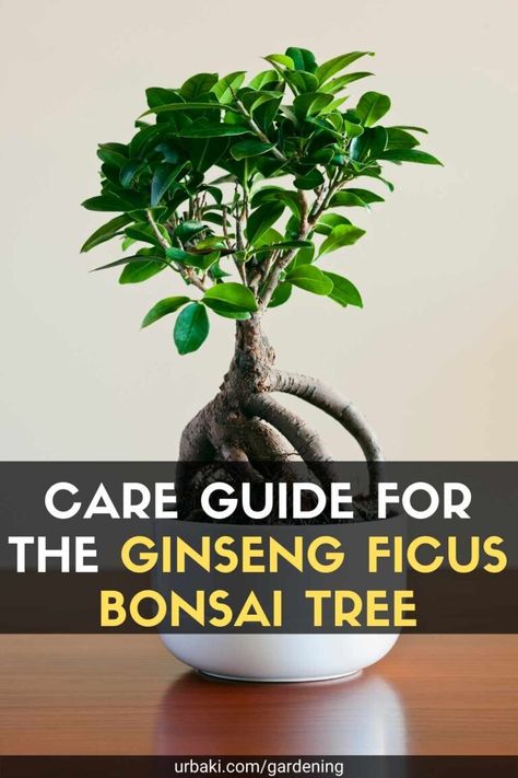 If you're looking for a gateway to the ancient Japanese art of Bonsai, a good place to start is with a Ginseng Ficus. It looks great and requires minimal care compared to other bonsai, which can be quite difficult to maintain. The level of difficulty of starting and maintaining a Bonsai scares a lot of people from getting into a really fascinating hobby, but Ginseng Ficus will allow you to step up and enter the world of Bonsai. Ficus is part of the Moraceae or Mulberry family and grows in ... Bonzai Tree Ficus, Ginseng Bonsai Care, Bonsai Tree Ficus, How To Take Care Of A Bonsai Tree, Ficus Ginseng Bonsai Care, Bonsai Tree Care Indoor, How To Care For Bonsai Tree, Ficus Bonsai Tree Care, How To Make Bonsai Plants