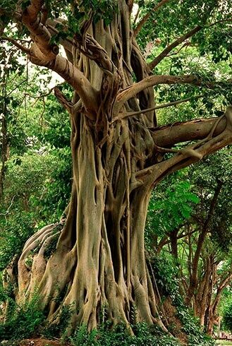 Bodhi Tree, Ficus religiosa 25 seed. The Bodhi Tree, also known as Bo (from the Sinhalese Bo), was a large and very old Sacred Fig tree (Ficus religiosa) located in Bodh Gaya (about 100 km (62 mi) from Patna in the Indian state of Bihar) Boom Kunst, Bodh Gaya, Weird Trees, Bodhi Tree, Large Tree, Old Trees, Old Tree, Unique Trees, Tree Hugger