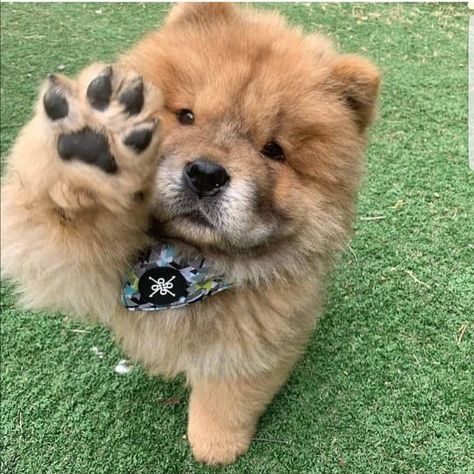 Chow Chow Chow Chow Dog Puppy, Perros Chow Chow, Chow Dog Breed, Chow Chow Dog, Smartest Dog Breeds, Chow Dog, Chow Chow Puppy, Chow Chow Dogs, Very Cute Dogs