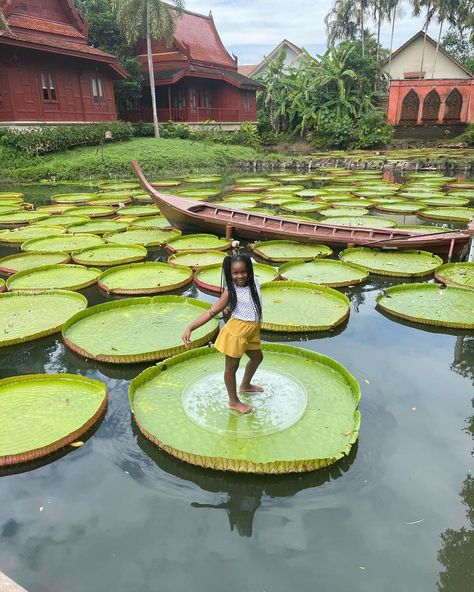 Phuket, Thailand 🇹🇭 Victoria Amazonica, Tattoo Project, Phuket Thailand, Thailand Travel, Black Kids, Phuket, Inspire Others, Lotus Flower, Bird Bath