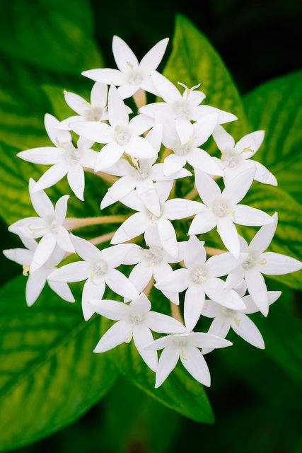 Egyptian starcluster. Pentas lanceolata, commonly known as Egyptian Starcluster, is a species of flowering plant in the madder family, Rubiaceae that is native to much of Africa as well as Yemen. It is known for its wide use as a garden plant where it often accompanies butterfly gardens. Egyptian star cluster or star flower grows 3-6’ tall in its native habitat. It is a many-branched plant that features 4” wide rounded clusters of star-shaped flowers in red, pink, magenta, lilac or white. Moon Garden, White Gardens, Star Flower, Exotic Flowers, Blossom Flower, Flower Beauty, Love Flowers, My Flower, Pretty Flowers