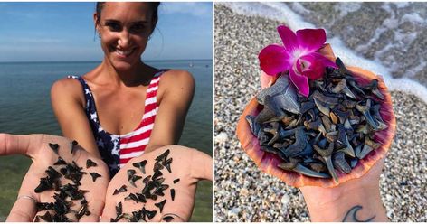 Shark Teeth Florida Beaches, Shell Hunting, Key West Florida Snorkeling, Venice Beach Florida, Alligators In Florida, Turtle Beach Florida, Casperson Beach Florida, Sharks Teeth, Big Shark