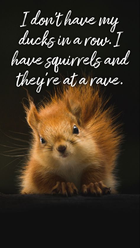 Funny Squirrel Pictures Hilarious, Squirrel Sayings Funny, Funny Squirrel Quotes, Squirrel Jokes, Squirrel Illustrations, Squirrel Quote, Squirrels Funny, Squirrel Memes, Funny Squirrel Pictures