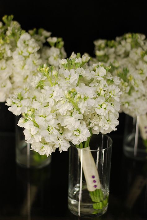 White Stock Bridesmaids Bouquets by Amrose Flowers (amroseflowers.com) Raleigh NC White Stock Flower Bouquet, White Stock Bouquet, Minimalistic Wedding Bouquet, Small White Bridesmaid Bouquet, Stock Bridesmaid Bouquet, Stock Flower Bouquet, Stock Bouquet, Kiawah Wedding, Elopement Venues