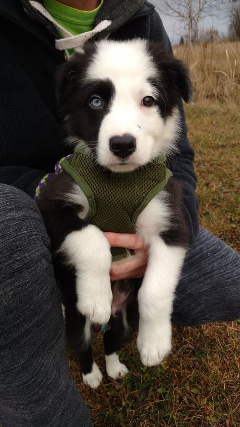 Border Collie Pups, Border Collie Puppies, Collie Puppies, Dog Exercise, Australian Shepherds, Herding Dogs, Border Collie Dog, Border Collies, Collie Dog