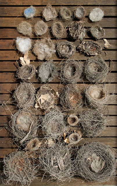 This would be a perfect display for the empty wooden wall on the back porch... except that I donated my bird nest collection to the school! Birds Nests, Inspired Interiors, Bird Eggs, Baby Bird, Bird Cages, Bird Nest, Land Art, Birds Of Paradise, Displaying Collections