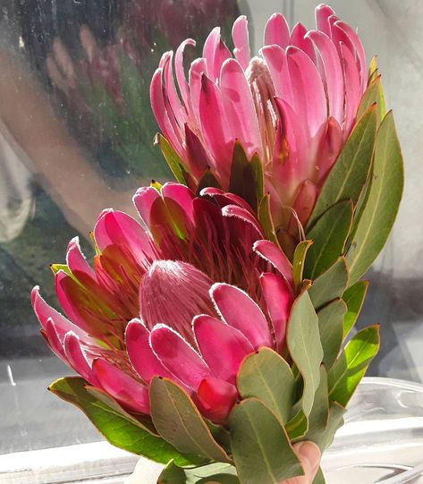 While getting groceries I spied this fresh #protea duo in the #floral clearance bin. Now it's nowhere near Alaska weather but I'd be lying if I said the temps were balmy here in Washington state. The sight of these protea exiled to the clearance bin was just what I needed.  I swiftly rescued them and brought them to the studio. A quick photo session in the sunlit window later and I have the subject for my next painting.  . . . . . #proteaflower #hawaiiflowers #tropicalart #flowerart #artinprogre Hawiian Flowers, Perenial Flowers, Protea Painting, Pink Protea, Protea Art, Making Plant Pots, Protea Flower, Australian Flowers, Flowers Pretty