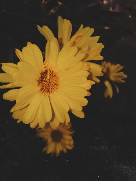 aesthetic picture of flower taken with a film camera Elegant Aesthetic Vintage, Aesthetic Vintage Camera, Old Film, Aesthetic Picture, Elegant Aesthetic, Vintage Camera, Aesthetic Vintage, Film Camera, Aesthetic Pictures