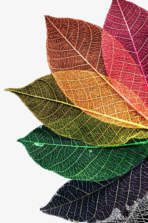 Rainbow Fan, Colored Leaves, Beautiful Flowers Photos, Leaf Texture, Monstera Plant, Leaf Art, Cellphone Wallpaper, Screen Wallpaper, Flower Photos