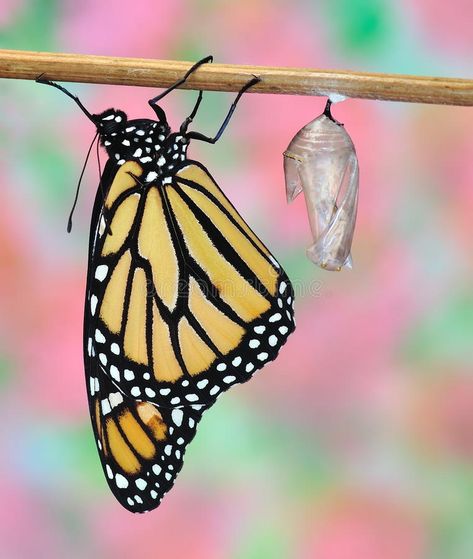 Butterfly Emerging From Cocoon, Butterfly Hatching, Butterfly Cocoon, Butterfly Meaning, Butterfly Chrysalis, Ap Art, Monarch Butterfly, Art Portfolio, Royalty Free Images