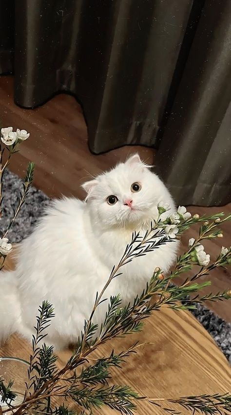 Cats With Flowers, Cute Horse Pictures, Sweet Cat, Cat Poster, Cat Photos, Floral Cat, Cute Cats Photos, Cute Horses, Unique Cats