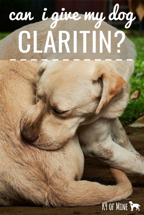 What Can I Give My Dog For Allergies, Dogs Allergies Relief, Allergy Medicine For Dogs, Natural Allergy Relief For Dogs, Allergy Meds For Dogs, Dog Allergies Skin Itch Relief, Dog Allergy Remedies, Pet Allergy Relief, Allergy Relief For Dogs