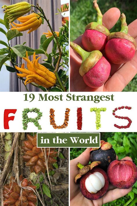 In addition to being tasty, many fruits are strange due to their appearance and the way they grow. Here are the Most Strangest Fruits ever. Orange Pee, Black Sapote, Rare Fruits, Apple Plant, Weird Fruit, Grape Tree, Garden Tower, Flowers Board, Edible Landscape