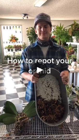 Orchid Repot (Phalaenopsis) #plants #plantillas #planttips #orchid #orchidcare #houseplant #mckinneytx #dallastx #plant #plantdad #plantstuff | Tanner Planter | Tanner Planter · Original audio Orchid Planter Ideas, Orchids Care, Repotting Orchids, Orchid Planters, Orchid Pot, Planter Ideas, Orchid Care, House Plants, Orchids