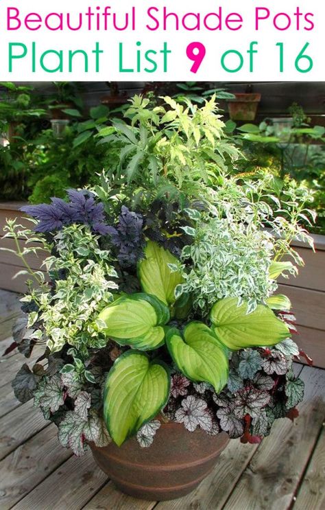 Shade Coleus, Front Planters, Potted Plants For Shade, Garden Flowers Ideas, Shade Plants Container, Gemüseanbau In Kübeln, Potted Plants Patio, Diy Container, Shade Garden Design