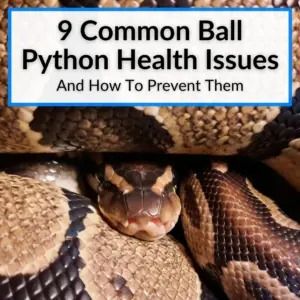 Most of these common ball python health issues result from improper care. They are easy to prevent if you provide your pet what it needs. For example... Ball Python Care, Veterinary Surgeon, Pet Ball, Eye Infections, Respiratory Diseases, Ball Python Morphs, Python Skin, Pet Snake, Ball Python