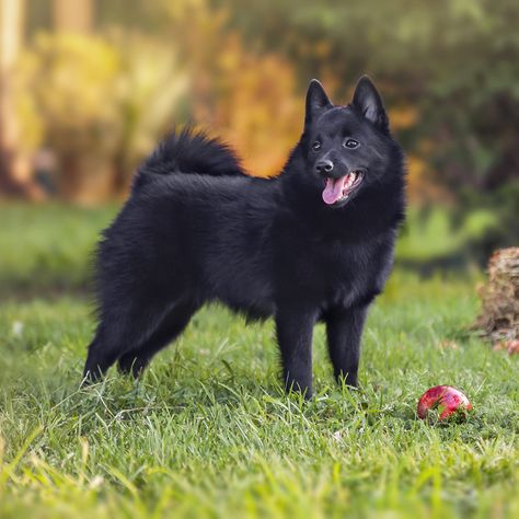 Schipperke Puppies, Schipperke Dog, Every Dog Breed, Akc Breeds, All Breeds Of Dogs, Coban, Purebred Dogs, Dog Info, Best Dog Breeds