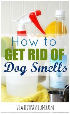 Dog Pee Smell, Flea Remedies, Pee Smell, Concrete Painting, Floor Painting, Porch Floor, Pet Smell, Urine Smells, Dog Urine