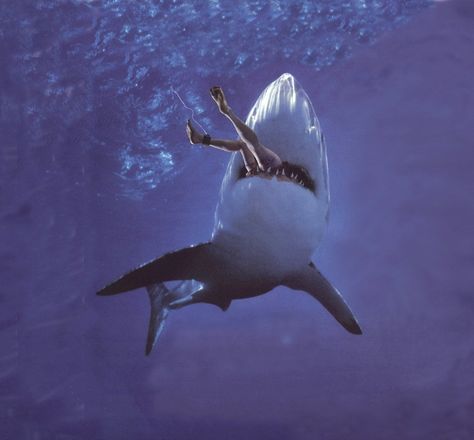 Shark Eating, Shark Photos, Shark Pictures, Shark Jaws, Shark Diving, Scary Animals, Shark Art, Shark Fishing, Water Animals