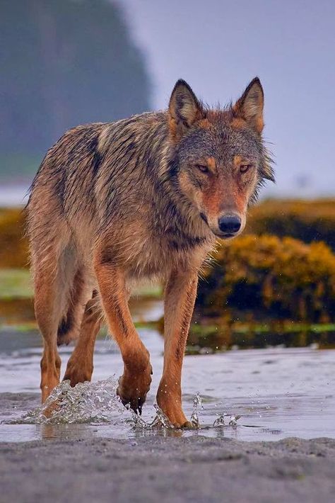 Vancouver Coastal Sea Wolf (Canis lupus crassodon) / Loup de Vancouver / Image by seaforthexpeditions (Tom McPherson) from instagram Coastal Sea Wolf, Silly Wolves, Canine Therian, Coastal Wolf, Sea Wolves, Sea Wolf, Werewolf Aesthetic, Wolf Photography, Live Animals