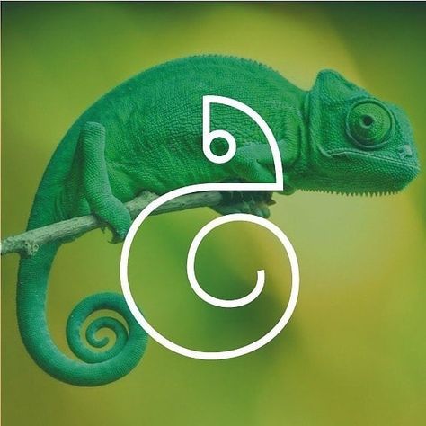 Chameleon Logo, Illustrator Branding, Sketch Logo, Graphic Sketch, Illustration Design Graphique, Logo Animal, Inspiration Logo Design, Logo Design Inspiration Creative, Logo Design Collection