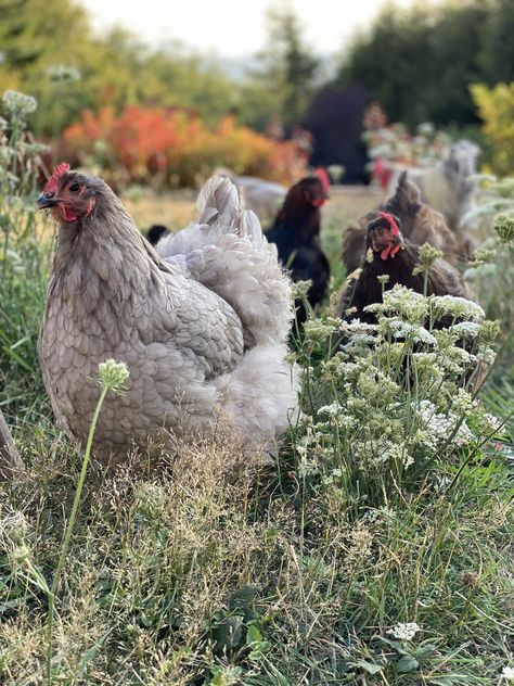 Quail Aesthetic, Farmstead Aesthetic, Hobby Farm Aesthetic, Draw Chicken, Farming Aesthetic, Casserole Recipes Chicken, Aesthetic Chicken, Homestead Lifestyle, Chicken Aesthetic