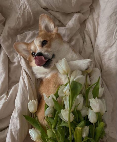 Corgi Aesthetic, Baby Corgi, Puppy Funny, Dog Corgi, Cute Corgi Puppy, Funny Corgi, Corgi Puppies, Corgi Pictures, Cutest Puppies